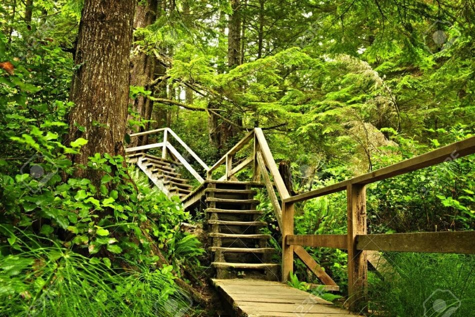 Pacific Rim National Park Reserve.Леса Британской Колумбии:5 мест, которые нужно посетить/Наш Ванкувер