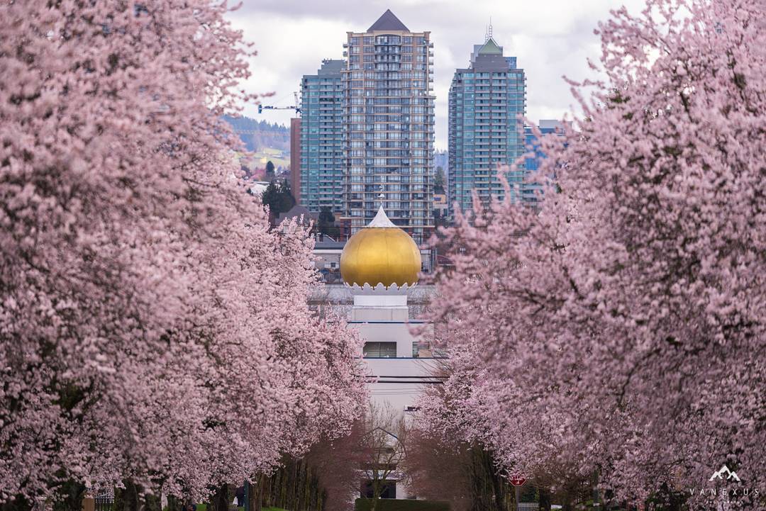 весна в Ванкувере, цветение вишни в Ванкувере