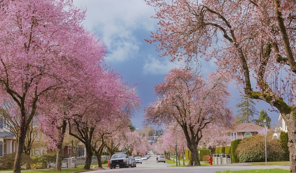 Цветение вишни в Ванкувере сакура весна в Ванкувере