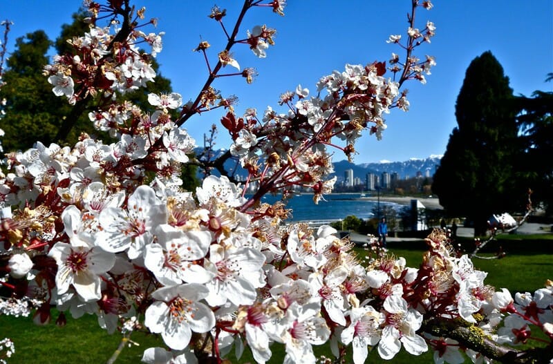 весна в Ванкувере, цветение вишни в Ванкувере, Канада