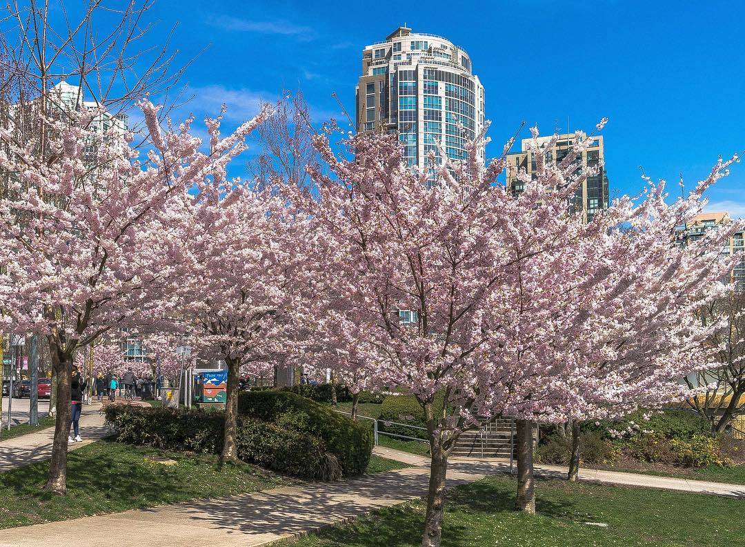 весна в Ванкувере, цветение вишни