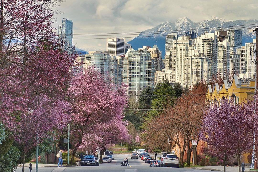 весна в Ванкувере, цветение вишни