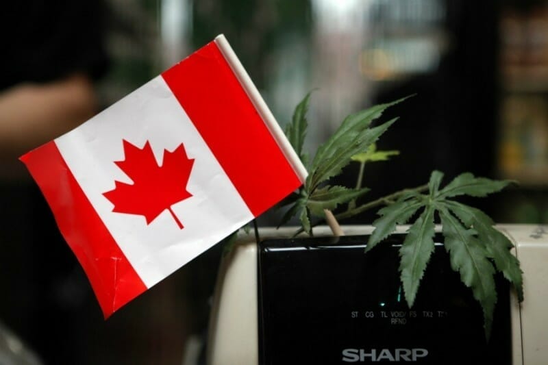 семена марихуаны в канаде