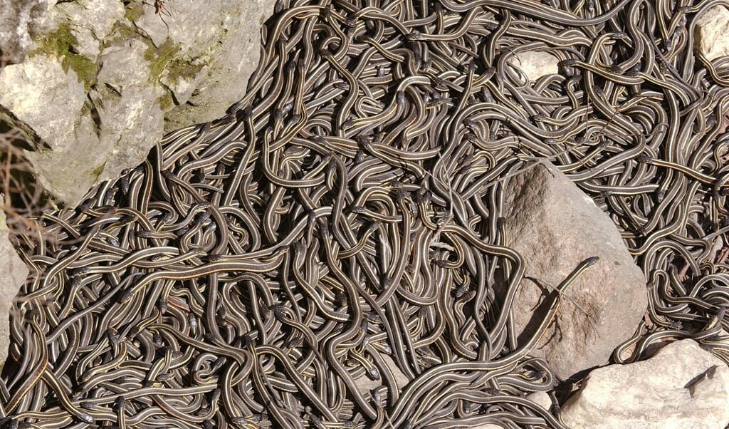 сборище змей в Манитобе (Канада)