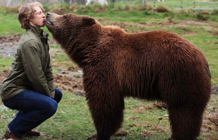 что делать при встрече с медведем