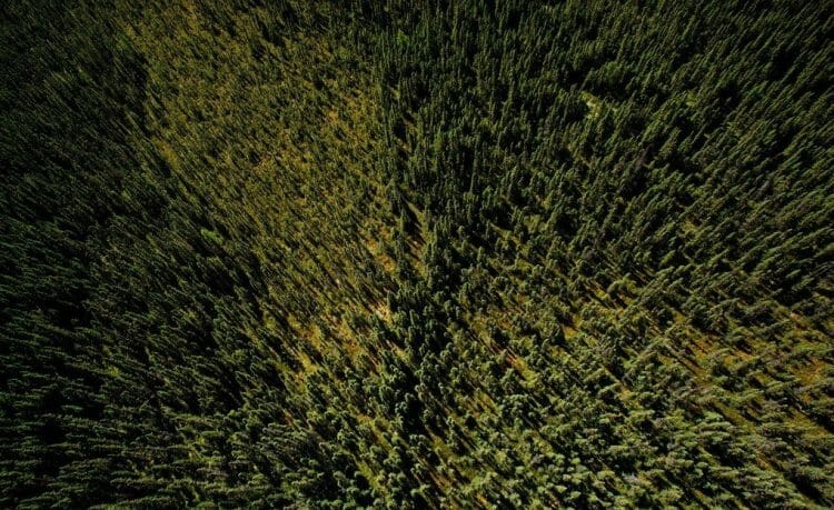 бореальный лес