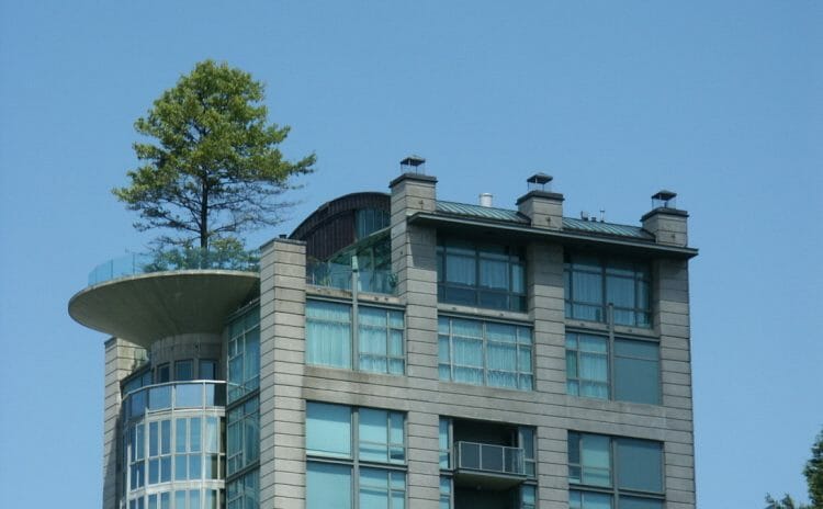 дерево на крыше в Ванкувере