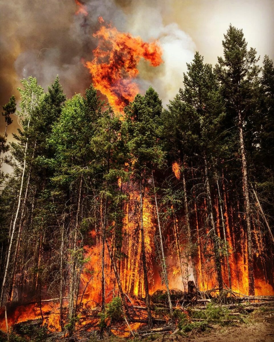 пожар в лесу в Канаде
