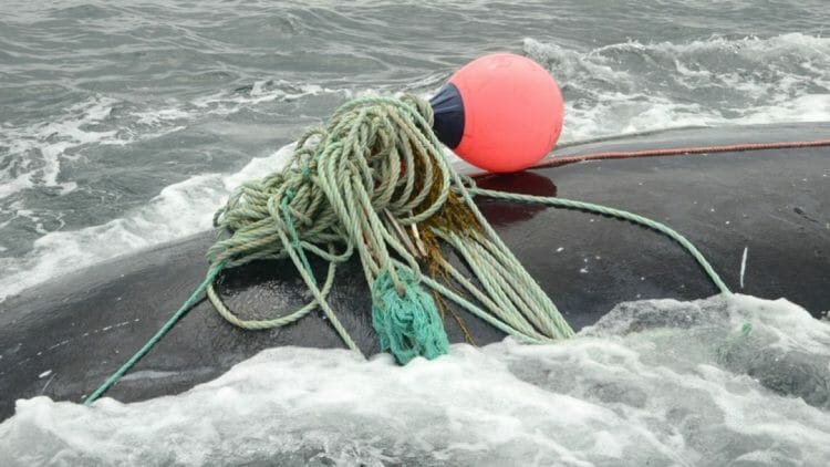 кит убил своего спасителя