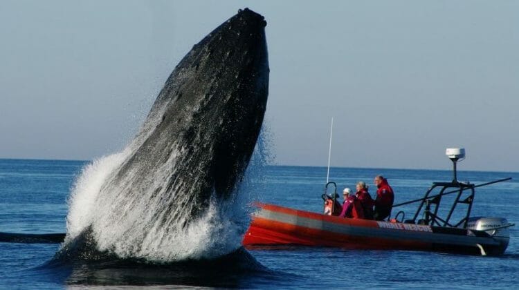 в канаде кит убил своего спасителя