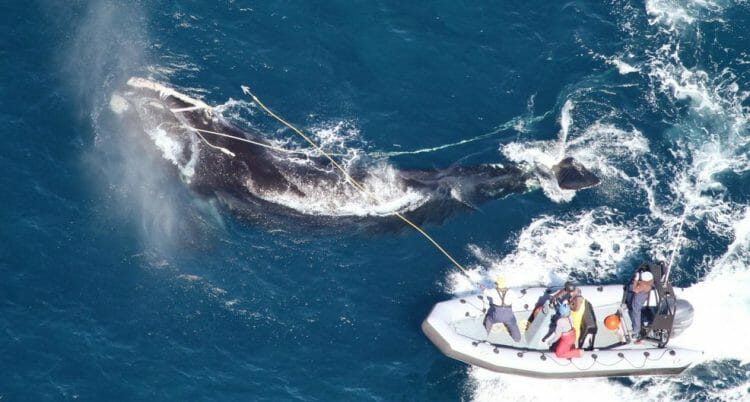 кит убил своего спасателя в Канаде