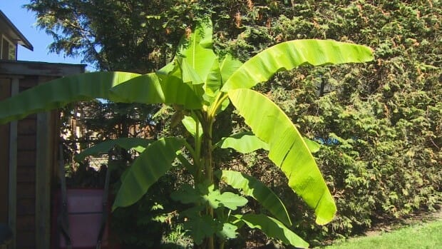 в Ванкувере выросли бананы