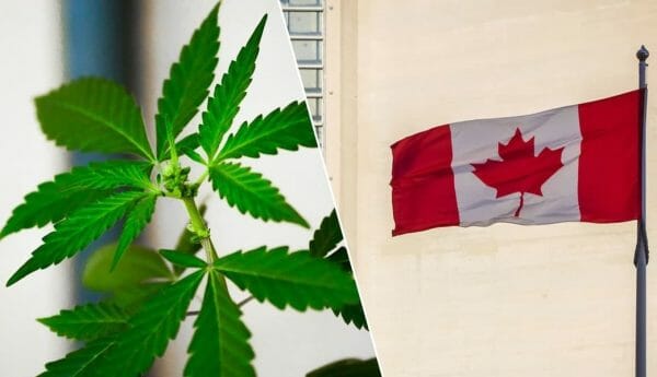 легализация марихуаны в Канаде