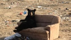 медведь на диване в Канаде