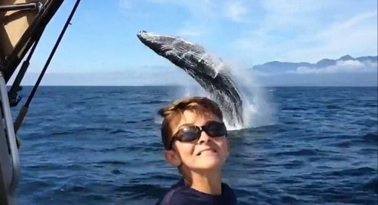 супер видео с китом