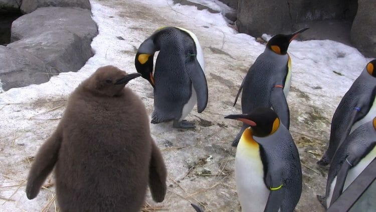 замерзли пингвины