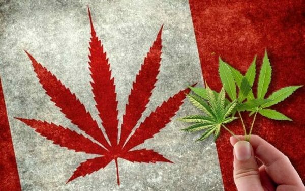 Как выращивать марихуаны в канаде все о трамадоле как наркотике