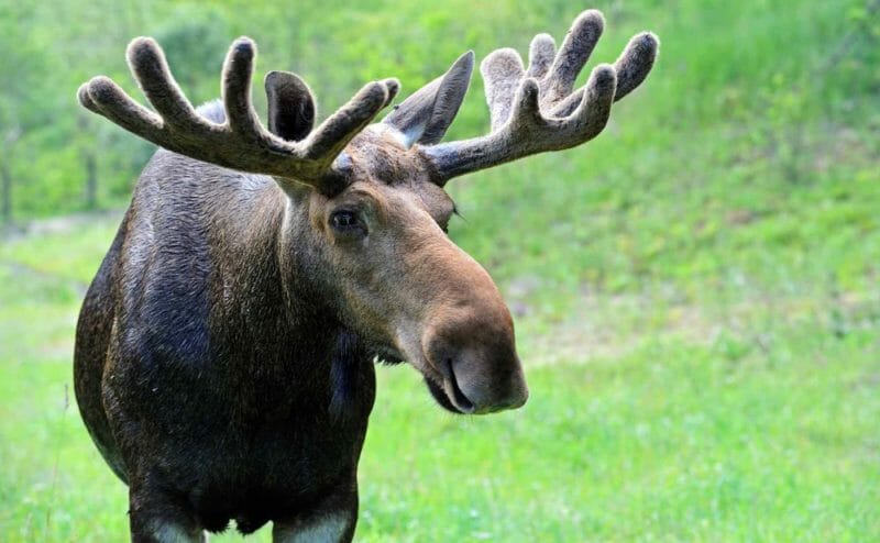 10 самых опасных животных Канады 2024 | Наш Ванкувер