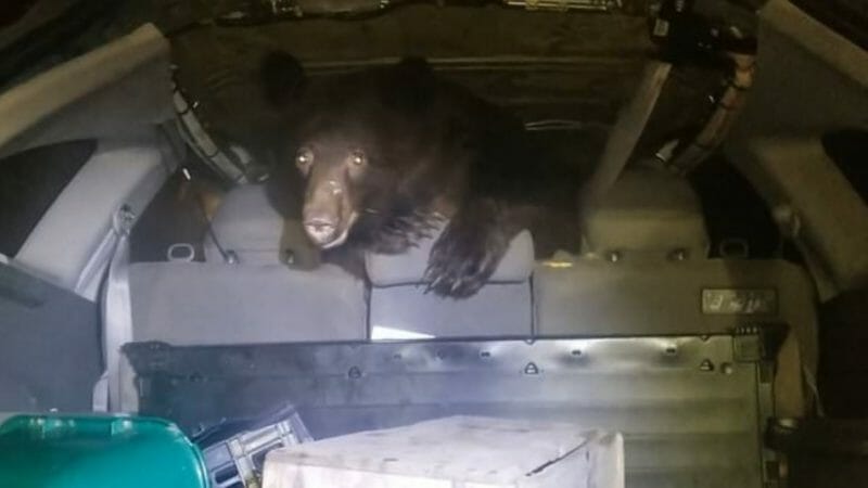 медведь машина