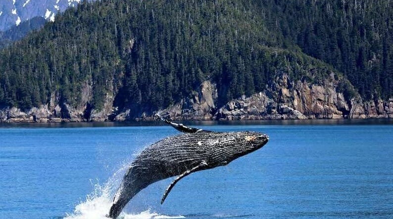 остров ванкувер киты