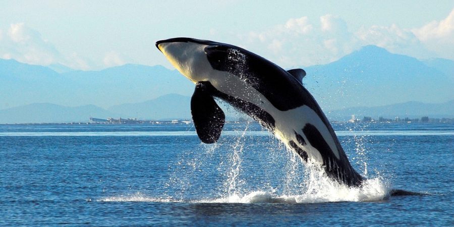 наблюдение за китами ванкувер