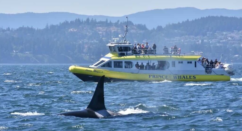 ванкувер наблюдение за китами