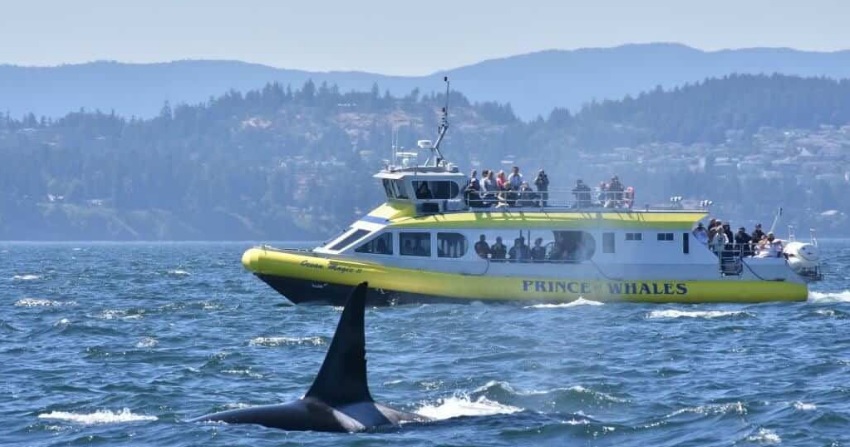 экскурсии ванкувер киты