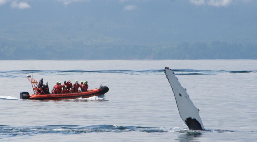 наблюдение за китами ванкувер