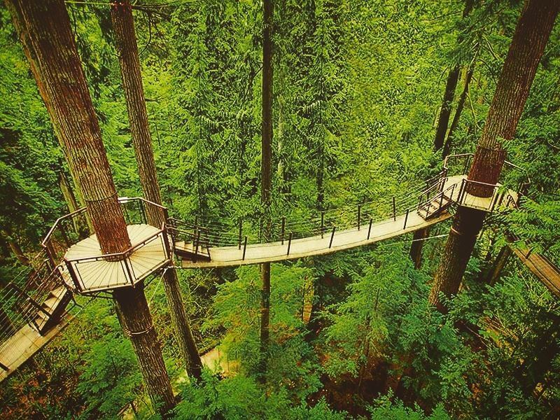 Живой лес подвесной мост Капилано