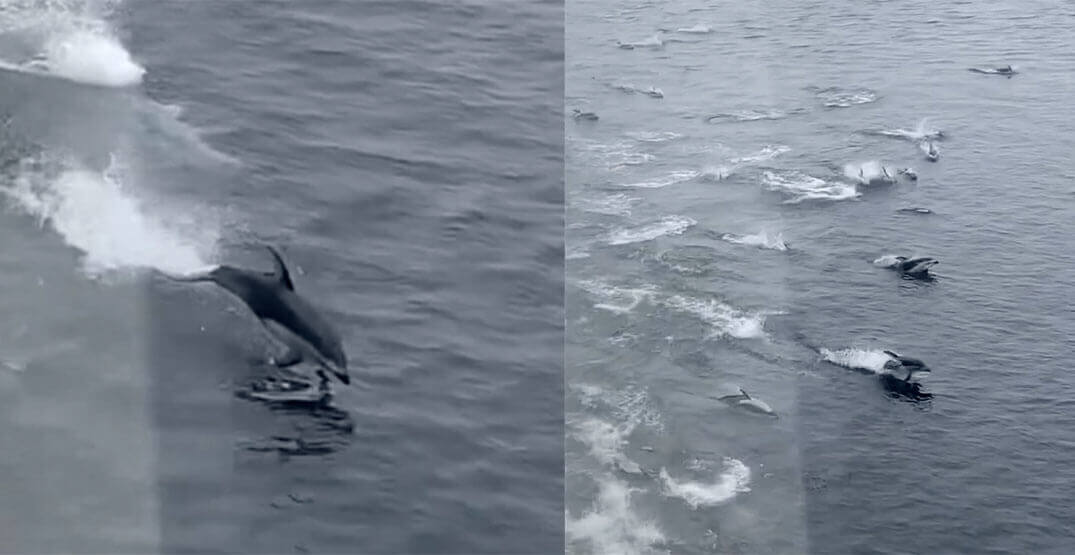 dolphins-bc-ferries | Наш Ванкувер