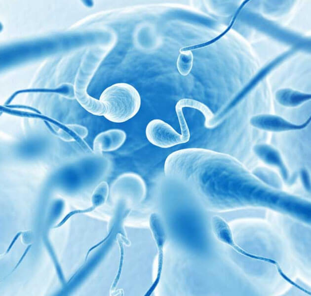 Podvighnost spermatozoid
