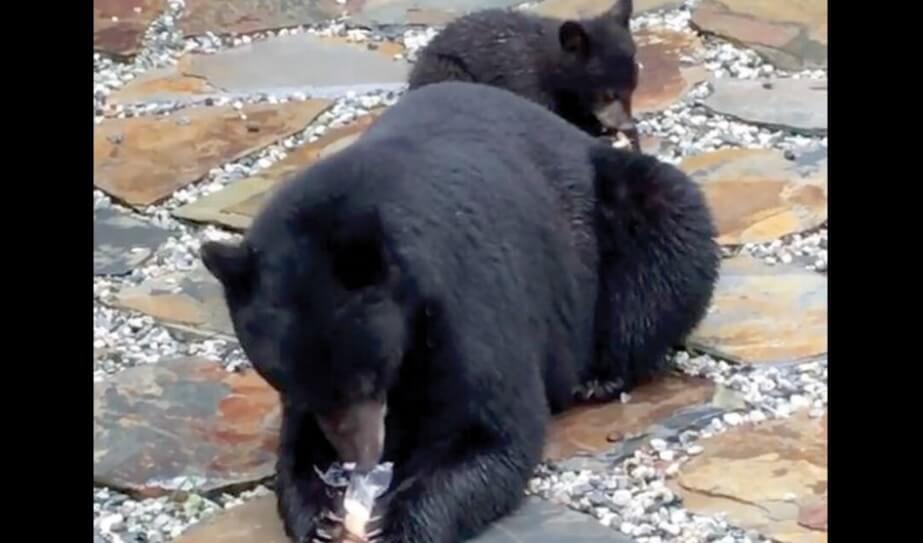 кормил медведей