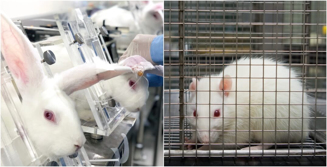 Тестирование токсичных химикатов на животных