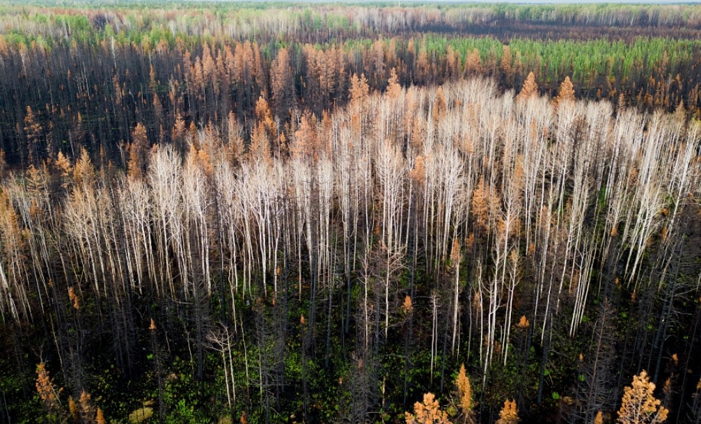 лесные пожары канада