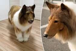 Житель Японии потратил $14 тыс чтобы стать похожим на собаку