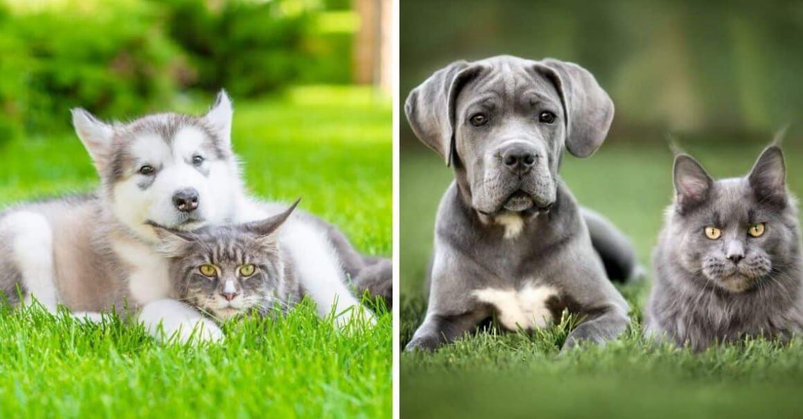 популярные породы кошек и собак канада