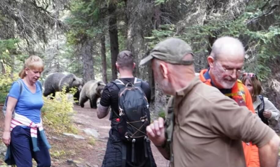 медведи гризли шли за туристами