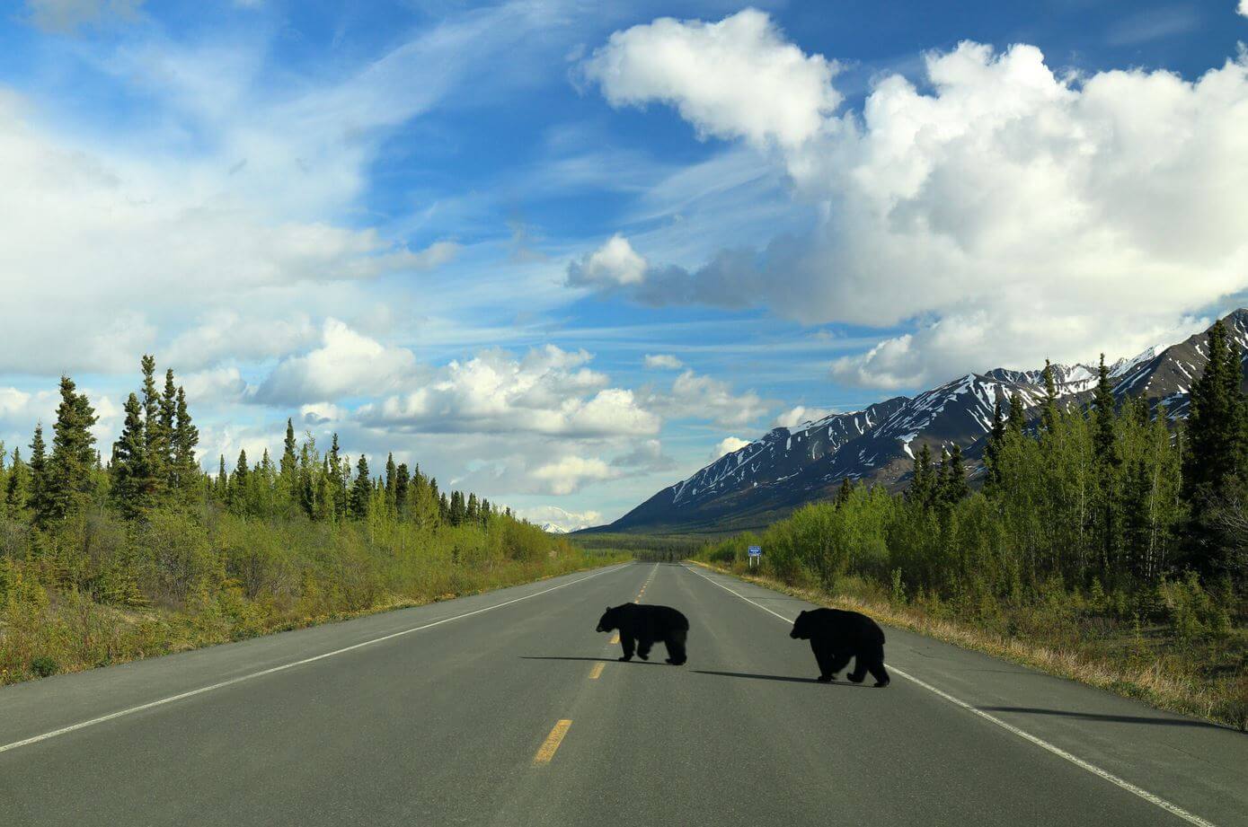 Медведи на шоссе