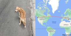 Собака с биркой Большой Ванкувер
