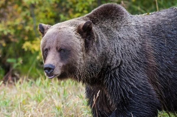 медведь гризли убил двух людей в канаде