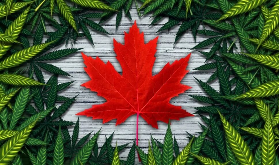 легализация марихуаны канада