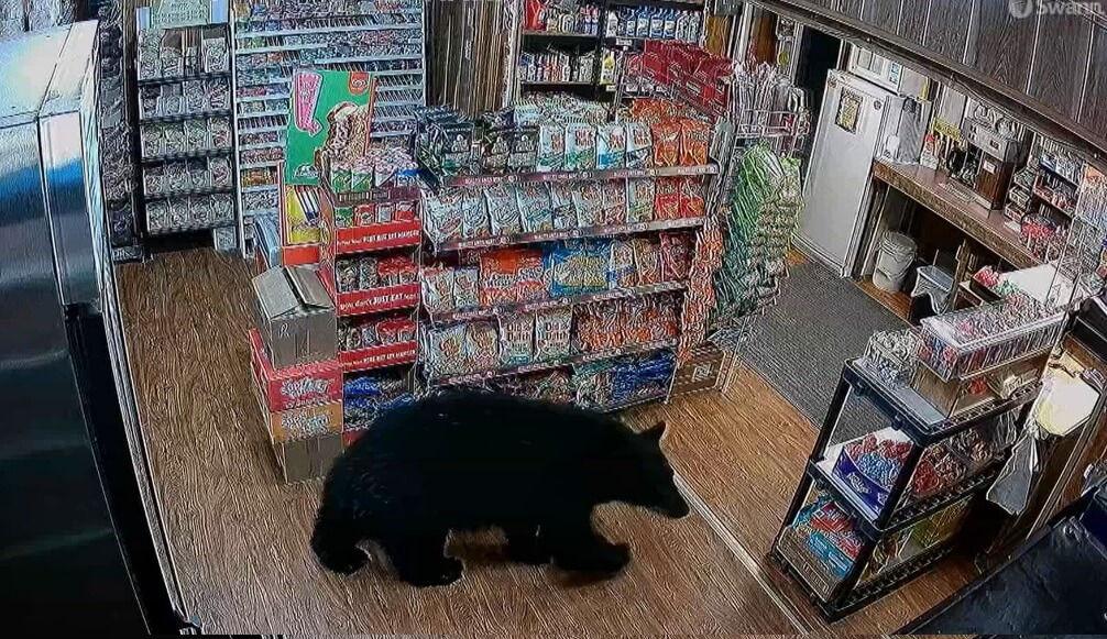 медведь магазин