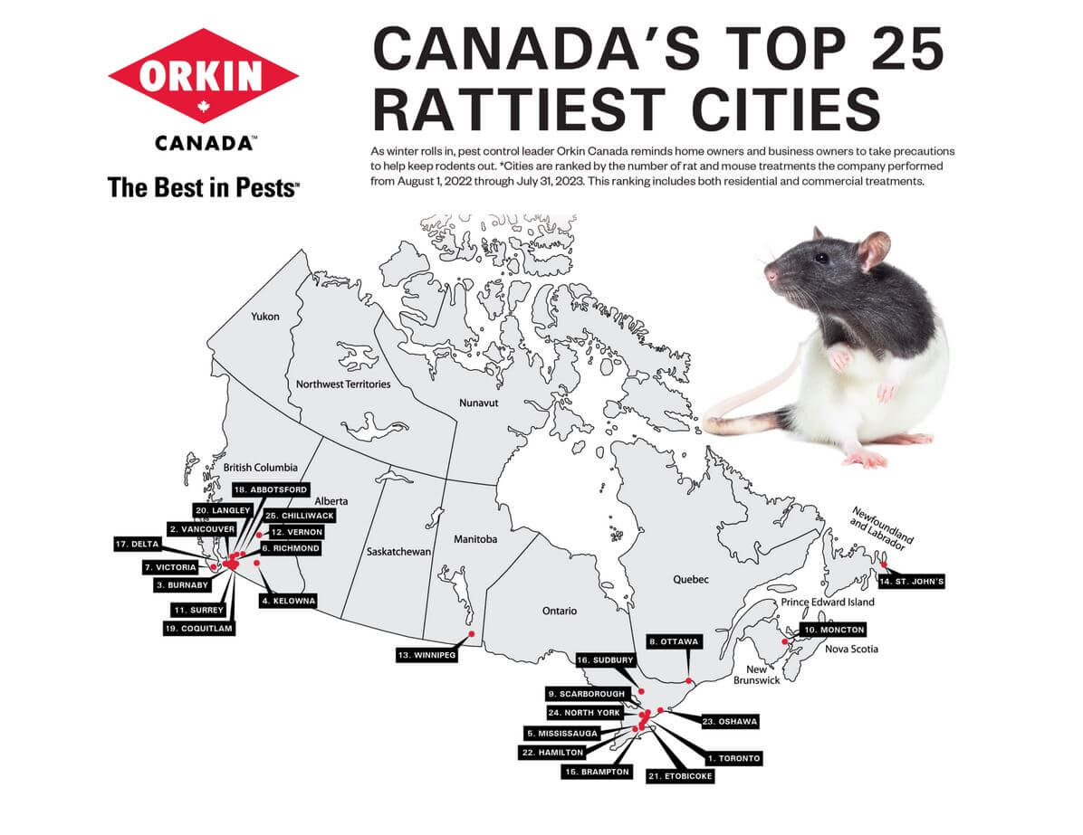 Самые крысиные города Канады