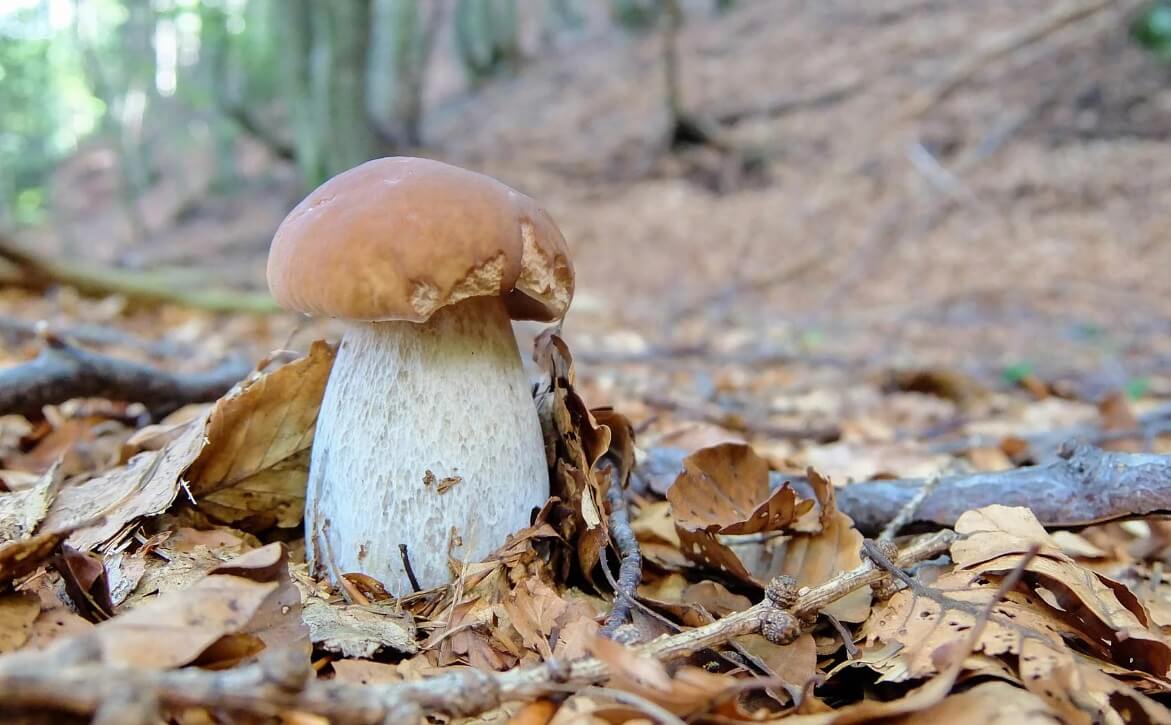 сезон грибов ванкувер