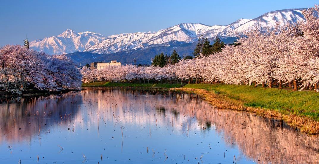 Цветение сакуры Япония