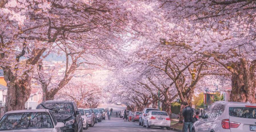 Пик сезона цветения сакуры