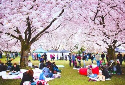пикник цветение сакуры