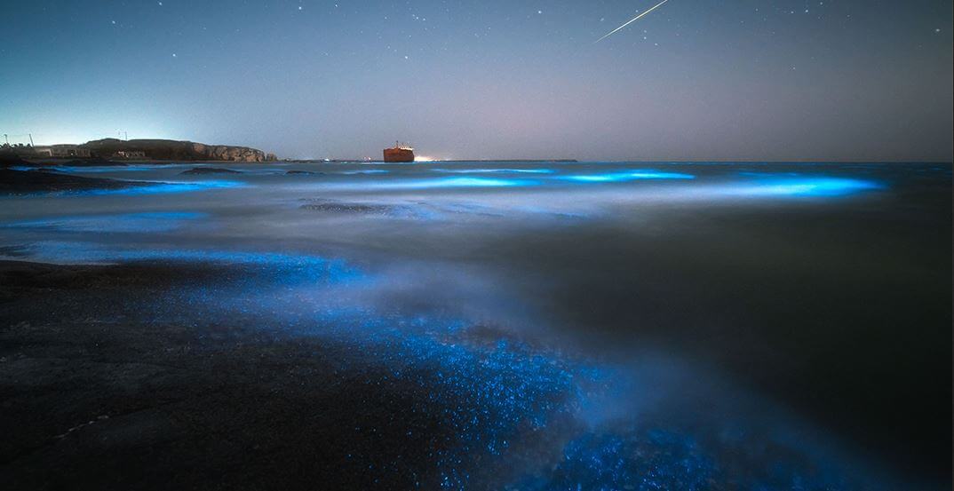 Биолюминесцентный планктон