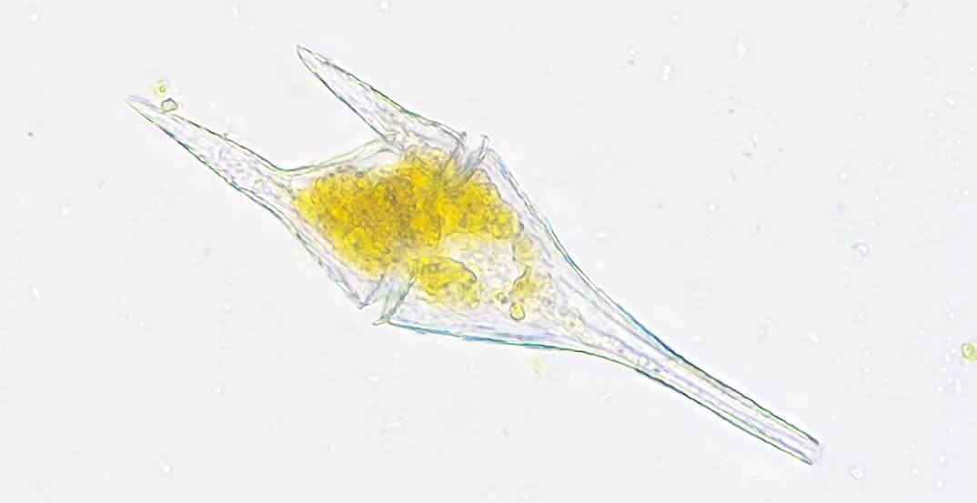 Крошечный планктон
